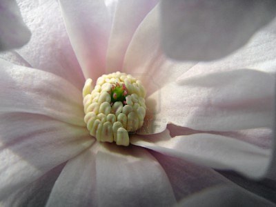 2856157-bella-foto-di-albero-di-magnolia-in-fiore